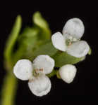 Stiff marsh bedstraw